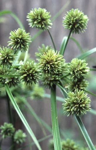 Cyperus glaber  