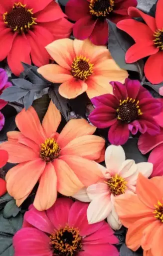 [ED-514] Dahlia variabilis 'Bishop's Childeren'