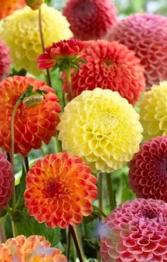 Dahlia variabilis 'Pompon Mix'