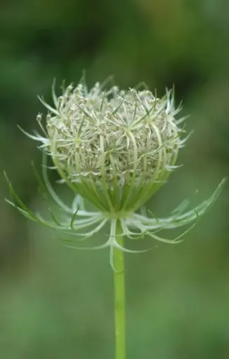 Daucus carota  