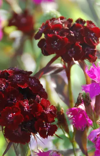Dianthus barbatus 'Nigricans'