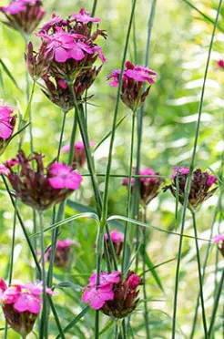 Dianthus carthusianorum