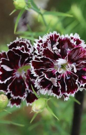 [AD-516] Dianthus chinensis 'Black & White Minstrels' 