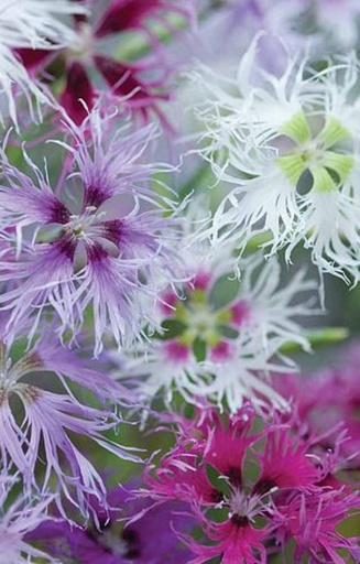 Dianthus 'Rainbow Loveliness'