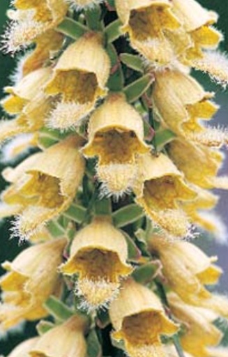 Digitalis ferruginea 