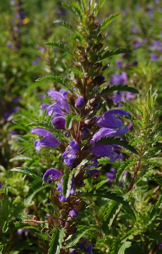 [BD-514] Dracocephalum moldavicum 'Dragon Mix'