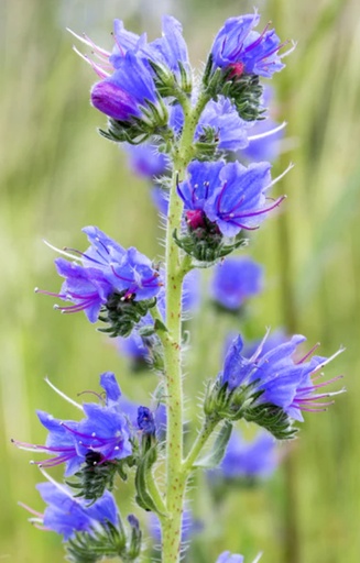 [AE-511] Echium vulgare 