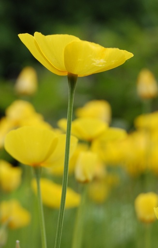 [ZE-514] Eschscholzia caespitosa 'Sundew' 