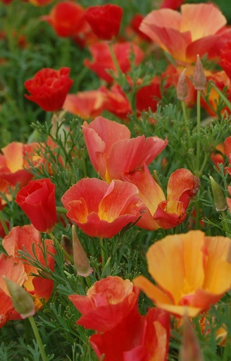 Eschscholzia californica 'Thai Silk Strawberry Fields' 