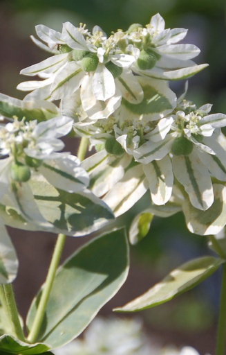 [EE-514] Euphorbia marginata  