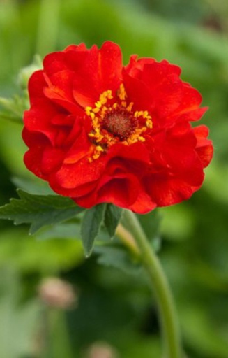 [DG-513] Geum chiloensis 'Red Dragon' 