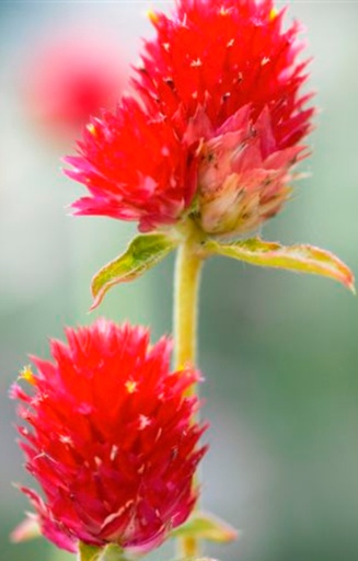 Gomphrena haageana 'Qis Red' 