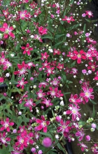 Gypsophila elegans 'Crimson'