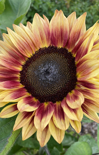 [EH-513] Helianthus annuus 'Bicolour Marley'