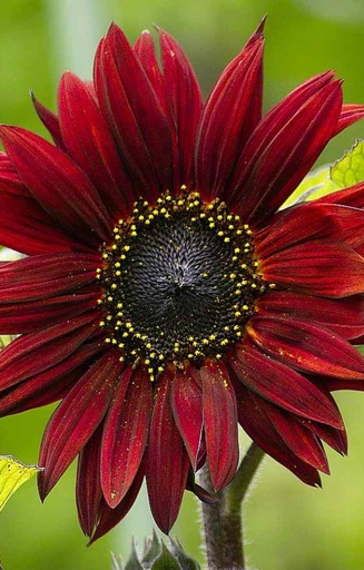 Helianthus annuus 'Claret'