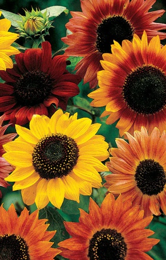Helianthus annuus 'Paquito Mix'