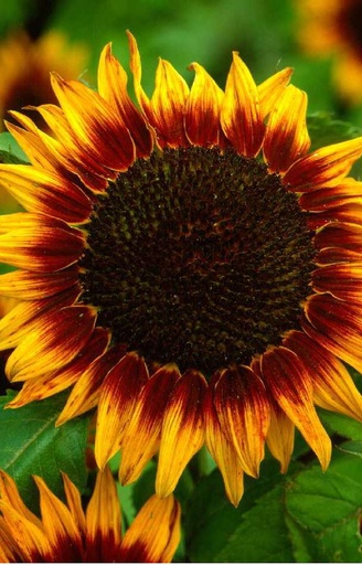 [EH-513] Helianthus annuus 'Ring of Fire'