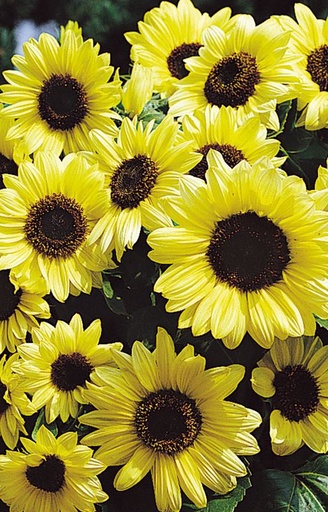 Helianthus annuus 'Valentine'