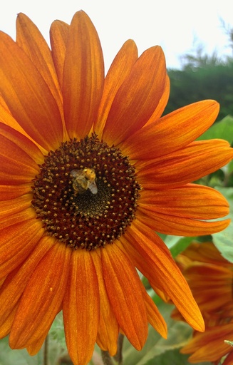 Helianthus annuus 'Velvet Queen'