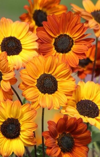 Helianthus debilis 'Soluna Bronze' 