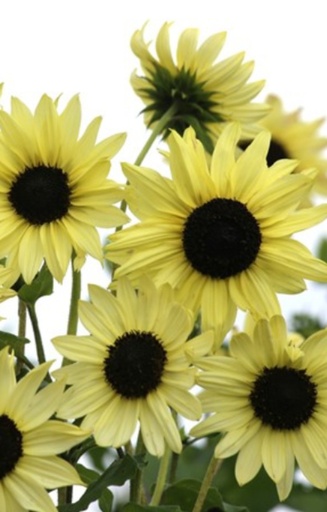 [DH-515] Helianthus debilis 'Soluna Cream' 