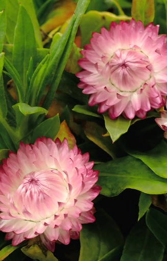 [AH-513] Helichrysum bracteatum 'Silvery Rose'