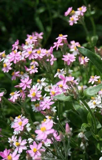 [DH-514] Helichrysum cassianum 'Rose'