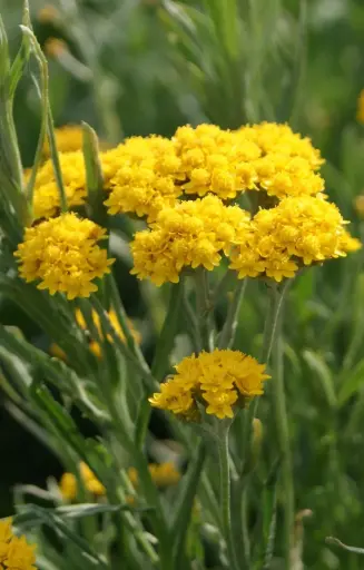 Helipterum humboldtianum 'Yellow'