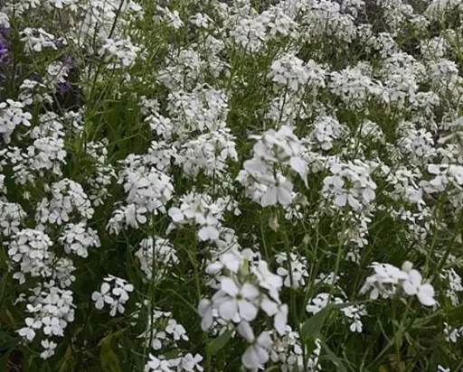 Hesperis matronalis 'Albiflora' 