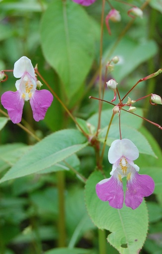 Impatiens balfourii  