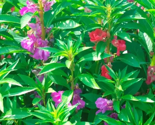 [BI-514] Impatiens balsamina 'Camellia Flowered Mix'