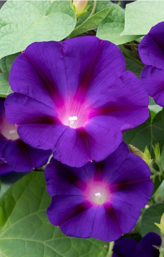 [CI-514] Ipomoea purpurea 'Kniola's Black Knight'