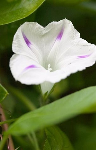 Ipomoea purpurea 'Shiva'