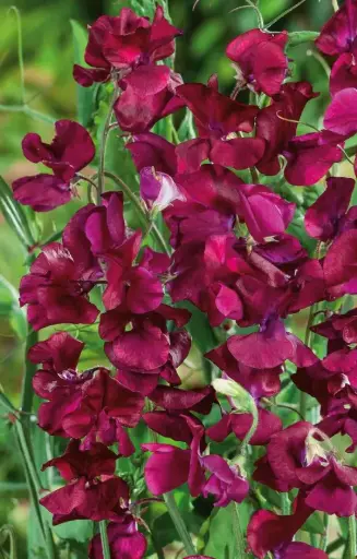 [CL-514] Lathyrus odoratus 'Burgundy'