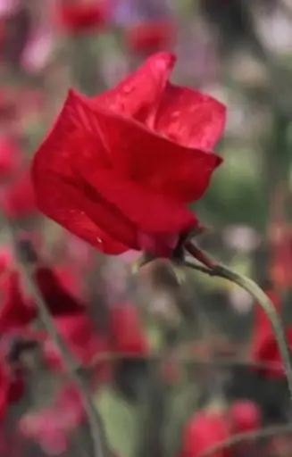 Lathyrus odoratus 'Old Spice King Edward VII'