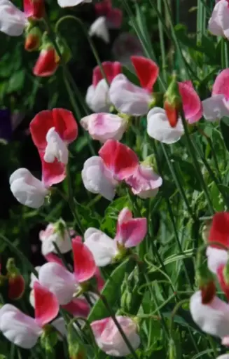 [BL-514] Lathyrus odoratus 'Painted Lady'
