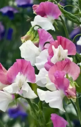 [EL-514] Lathyrus odoratus 'Parfume Promise' 