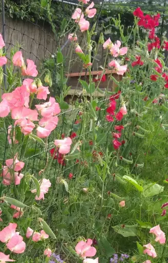 Lathyrus odoratus 'Royal Family'