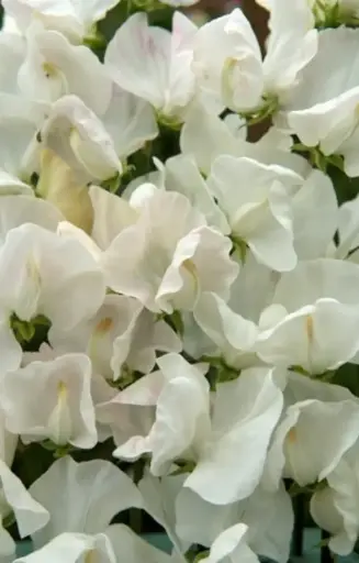 Lathyrus odoratus 'Spencer Royal Wedding' 