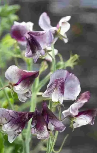 Lathyrus odoratus 'Wiltshire Ripple'