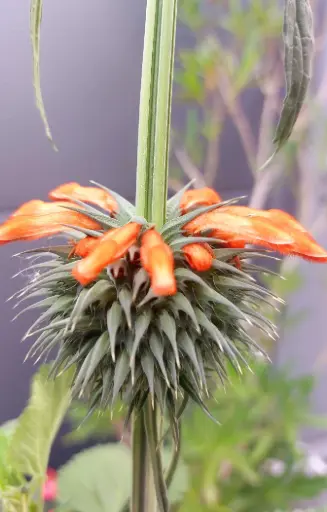 Leonotis nepetifolia 'Schrimpcocktail'