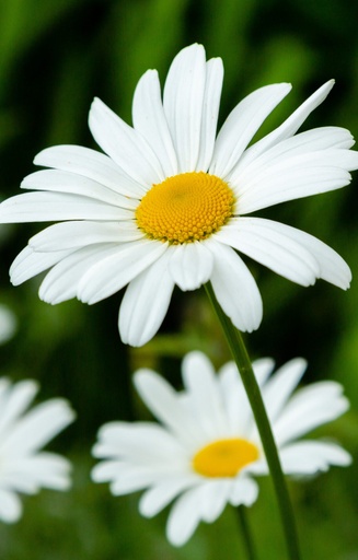 Leucanthemum vulgare