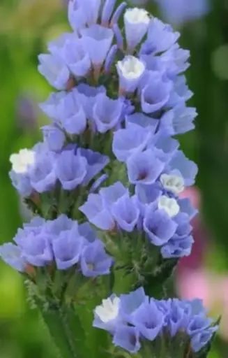 Limonium sinuatum 'Qis Pale Blue'