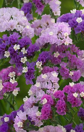 Limonium sinuatum 'Pastel Shades' 