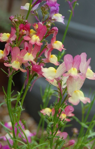 Linaria maroccana 'Fairy Bouquet' 