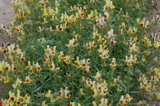 [CL-515] Linaria maroccana 'Licilia Peach' 