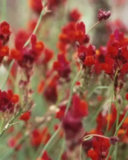 [DL-515] Linaria maroccana 'Licilia Red' 