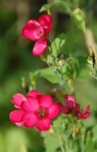 Linum grandiflorum 'Rubrum'