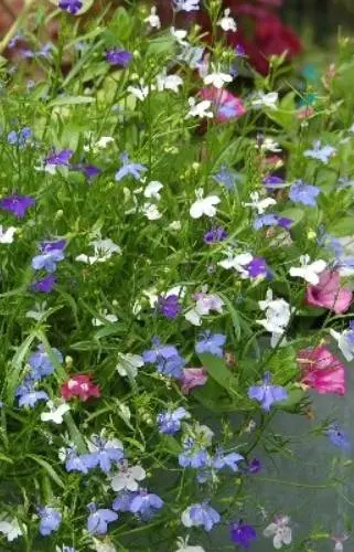 [BL-514] Lobelia pendula 'Cascade Mix' 