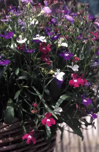 Lobelia pendula 'Cascade Mix' 